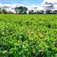 Economy Two Year Legume Fallow (CNUM3)